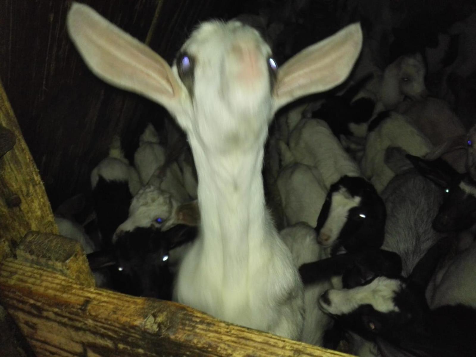 B&B Helga'S Agricampeggio Seùlo المظهر الخارجي الصورة