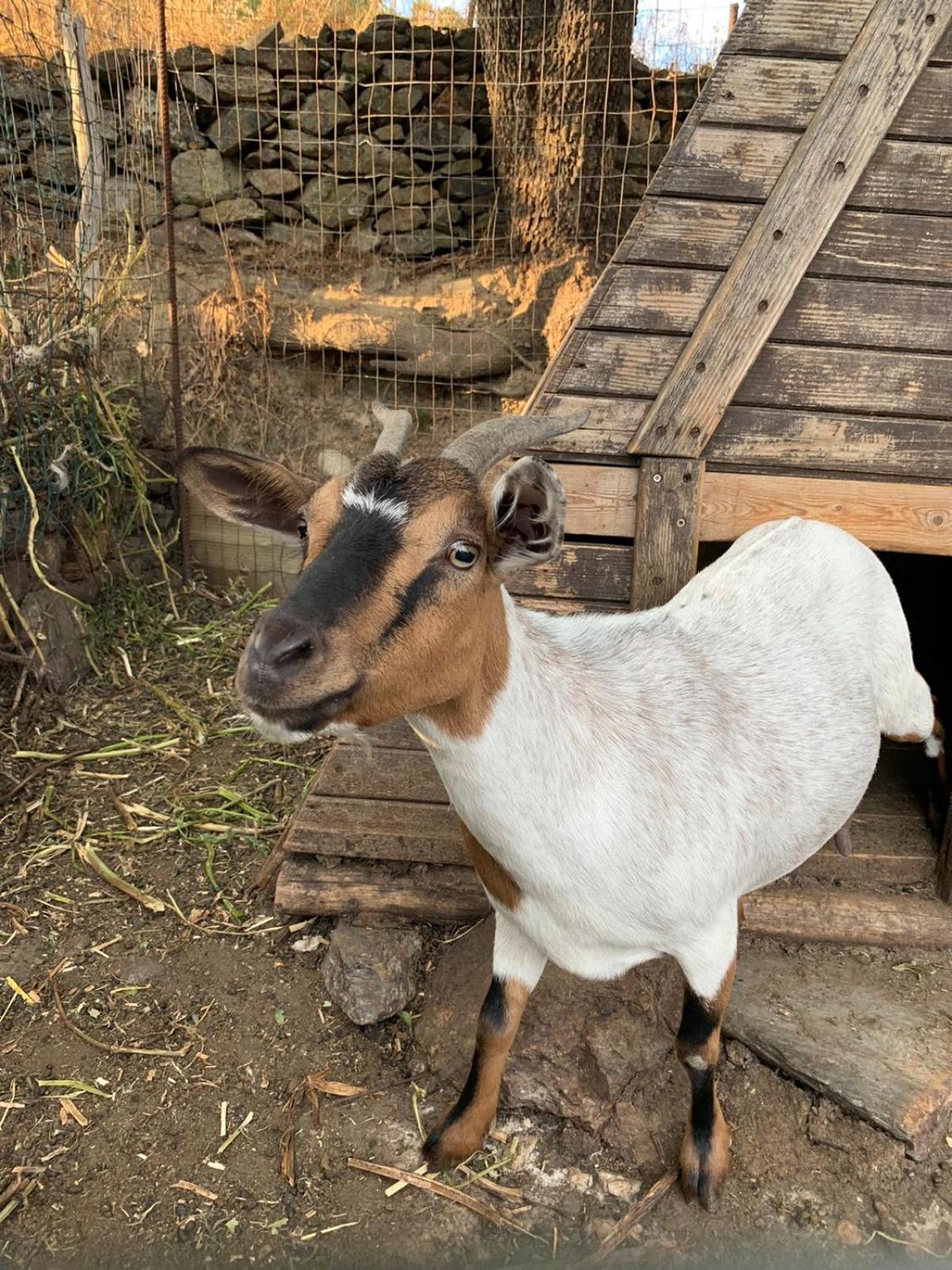 B&B Helga'S Agricampeggio Seùlo المظهر الخارجي الصورة